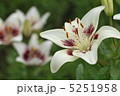 ユリ 5251958