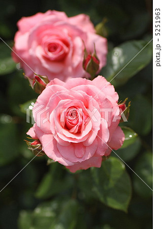 ソニア ソニア 5251963