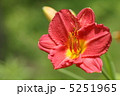 ヘメロカリス 5251965