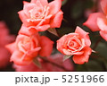 薔薇 5251966
