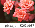 薔薇 5251967