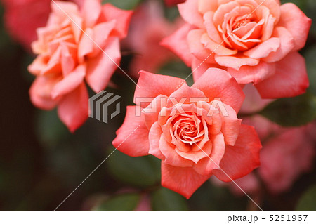 薔薇 薔薇 5251967