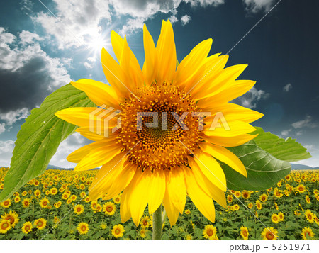 ひまわり畑 5251971