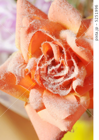 ハウスダスト 5251996