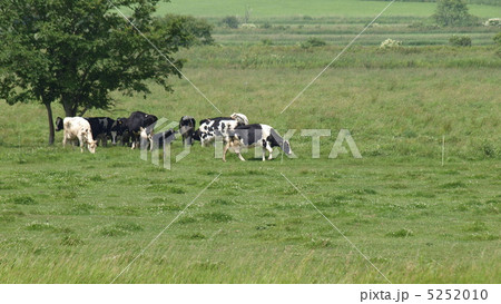 牧草を食べるホルスタイン 牧草を食べるホルスタイン 5252010