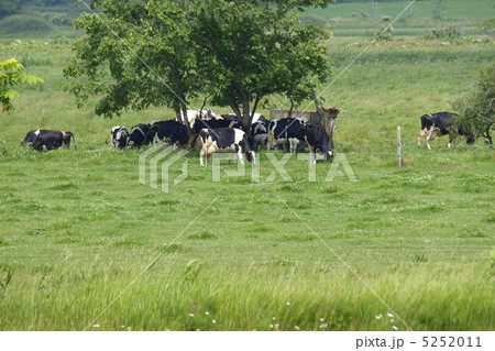 牧草を食べるホルスタイン 牧草を食べるホルスタイン 5252011
