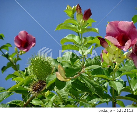 アラマンダー 5252112