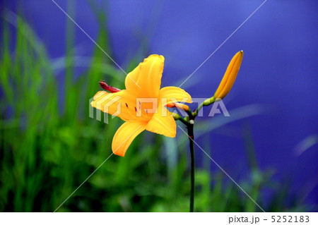 尾瀬国立公園 大江湿原に咲くニッコウキスゲ 尾瀬国立公園 大江湿原に咲くニッコウキスゲ 5252183