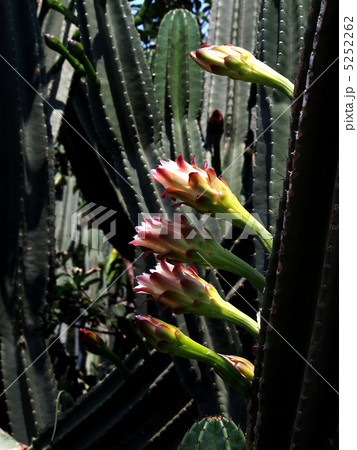 サボテンの花 5252262