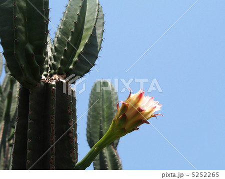 サボテン 5252265