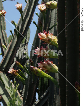 サボテン 5252266