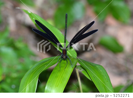ハグロトンボ 5252271