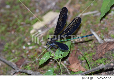 ハグロトンボ ハグロトンボ 5252272