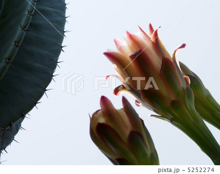 サボテンの花 5252274