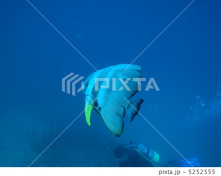 ツバメウオ 5252555