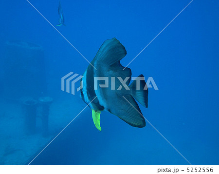 ツバメウオ 5252556