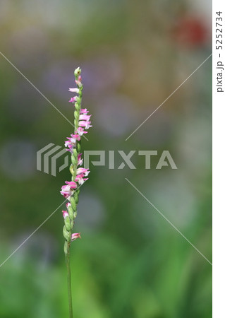 ネジバナ 5252734