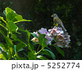 紫陽花の花にとまるカワラヒワ 5252774