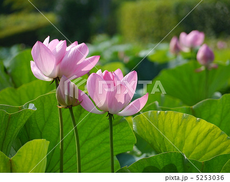 古代蓮 5253036