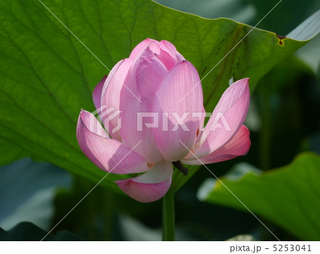 古代蓮 5253041