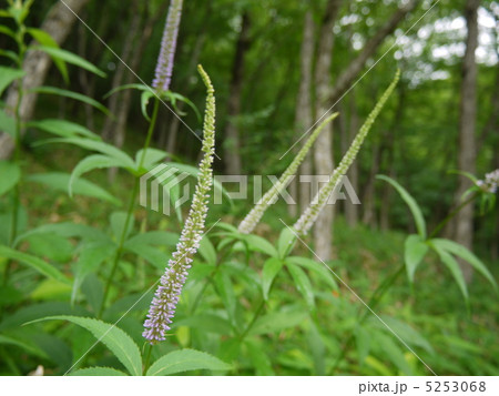 クガイソウ 5253068