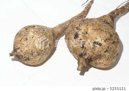 ヒカマ クズイモ マンゲーオ タイ王国 の写真素材 ヒカマ クズイモ マンゲーオ タイ王国 の写真素材