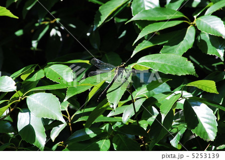 ギンヤンマ ギンヤンマ 5253139