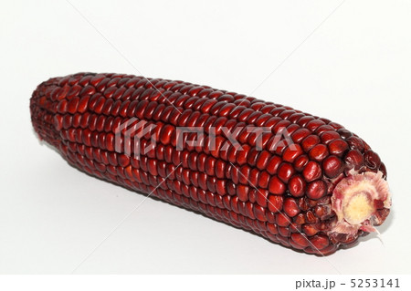 トウモロコシ　紫トウモロコシ　タイ食材　タイ王国　 5253141