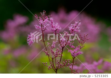 シモツケソウ 5253305