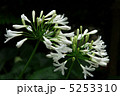 アバカンサスの花 5253310