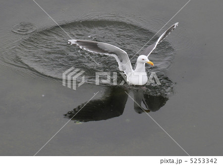 カモメが輪を描いた カモメが輪を描いた 5253342