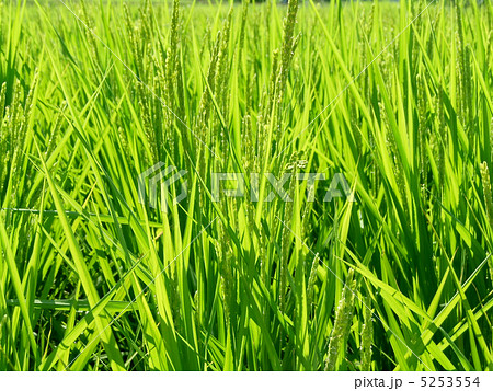 稲 5253554