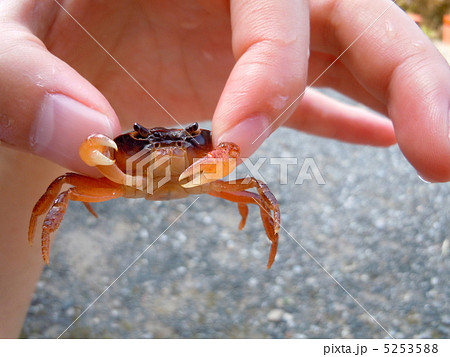 沢蟹 5253588