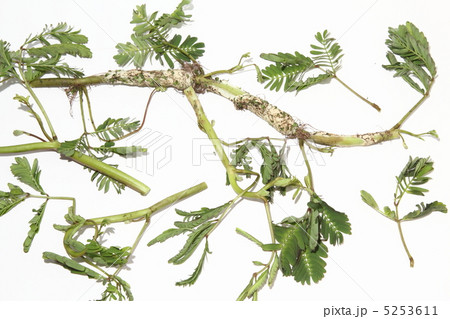 ミズオジギソウ タイ野菜 タイ食材 タイ王国 ミズオジギソウ タイ野菜 タイ食材 タイ王国 5253611