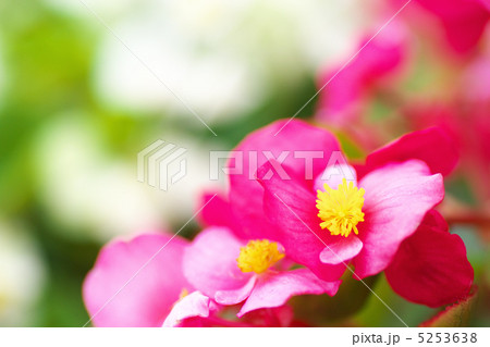 ベゴニア・センパフローレンス 5253638