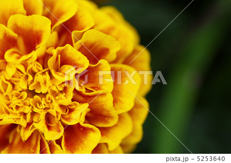 マリーゴールドのクローズアップ 5253640
