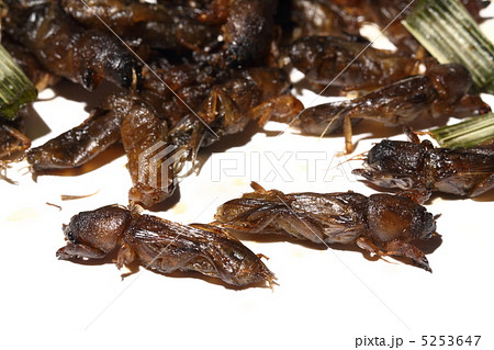 ケラ オケラ 昆虫食 タイ王国 の写真素材