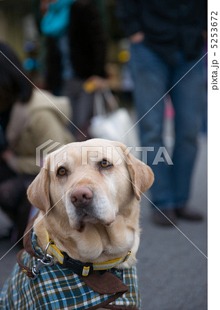 盲導犬 盲導犬 5253672