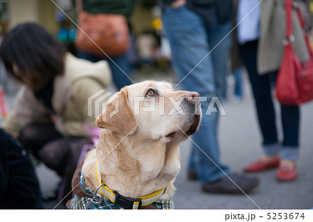 盲導犬 盲導犬 5253674
