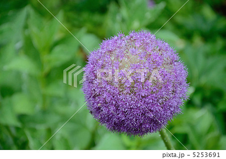 アリウム ギガンチウム 紫球花の写真素材