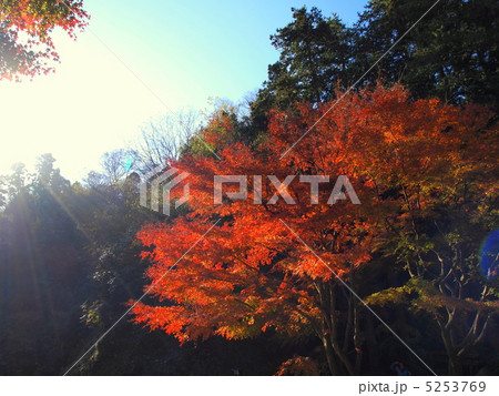 紅葉 紅葉 5253769