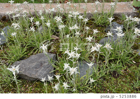 荘田エーデルワイス 5253886