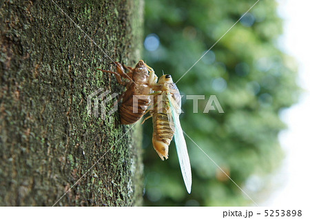 セミの羽化 セミの羽化 5253898