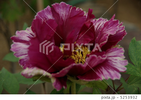 牡丹　　 5253932