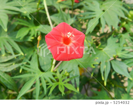 ハゴロモルコウソウ 羽衣縷紅草 の写真素材 ハゴロモルコウソウ 羽衣縷紅草 の写真素材