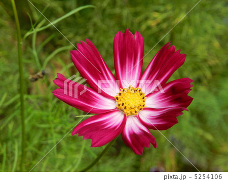 コスモス　（秋桜） 5254106