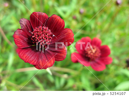 チョコレートコスモス チョコモカ の写真素材