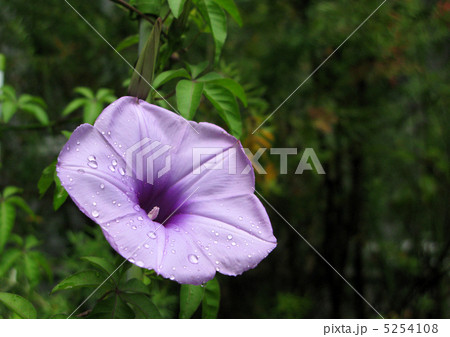 宿根アサガオ（モミジ葉） 5254108