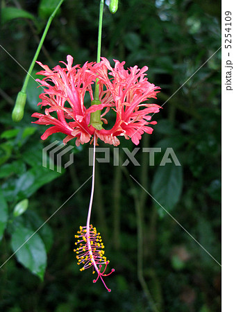 フウリンブッソウゲ 5254109