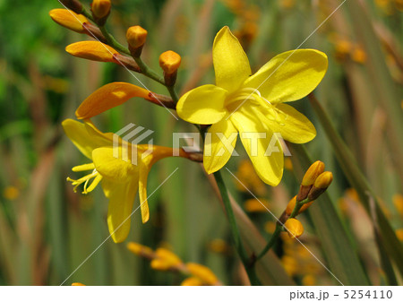 クロコスミア（ソルファテール） 5254110